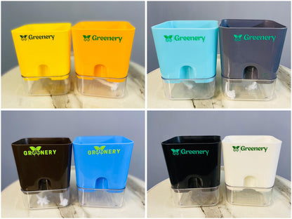 Set Of 2 - Golden Money & Lucky Jade Plant