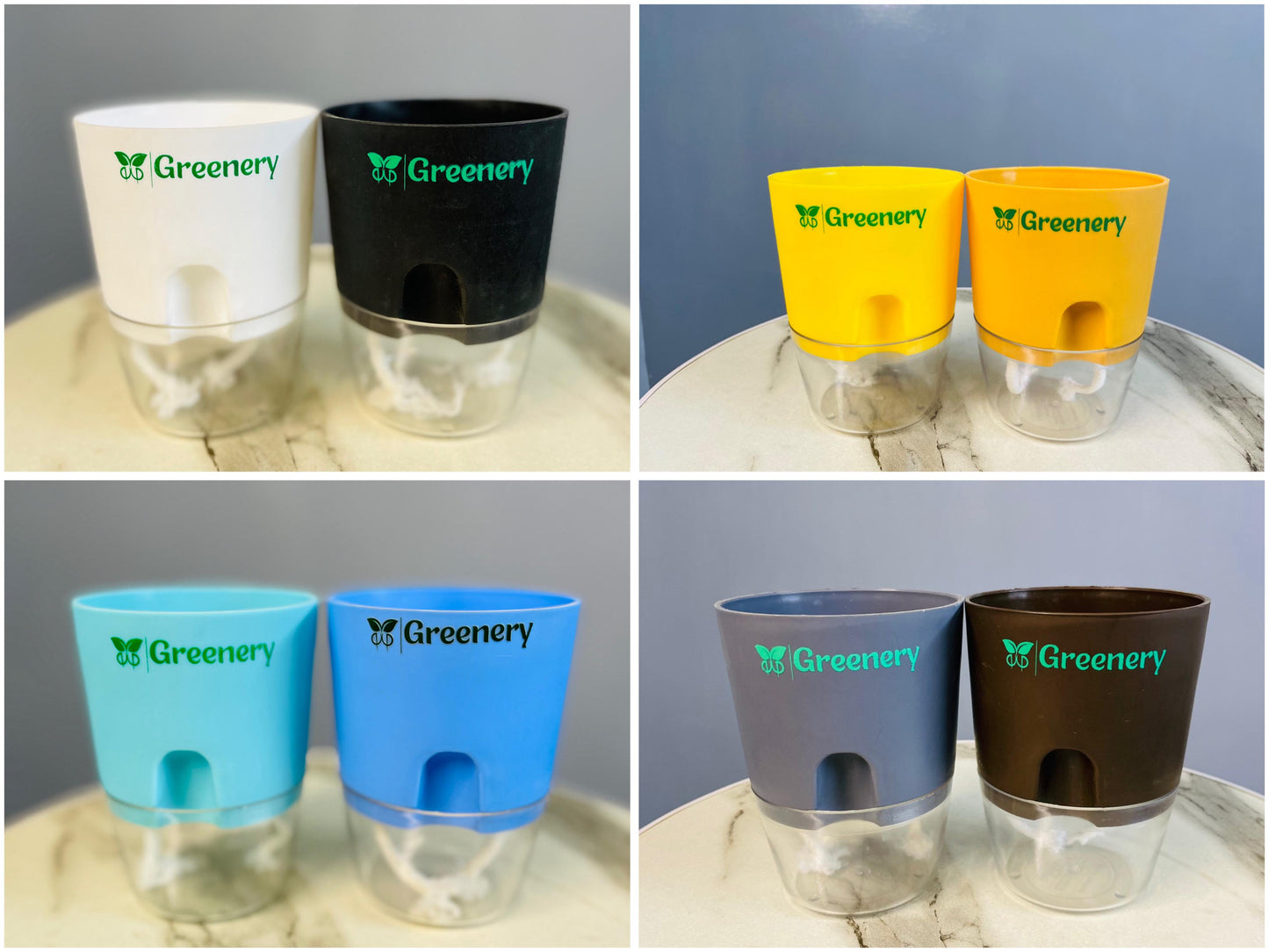 Set Of 2 - Golden Money & Lucky Jade Plant