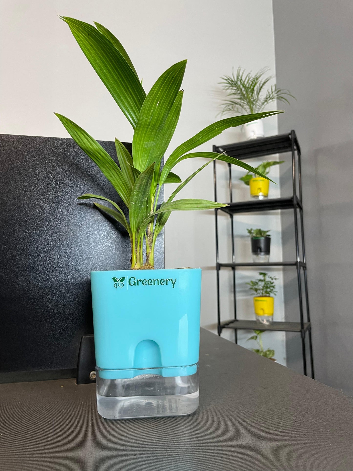 Areca Palm Plant With Self-Watering Pot [Square]