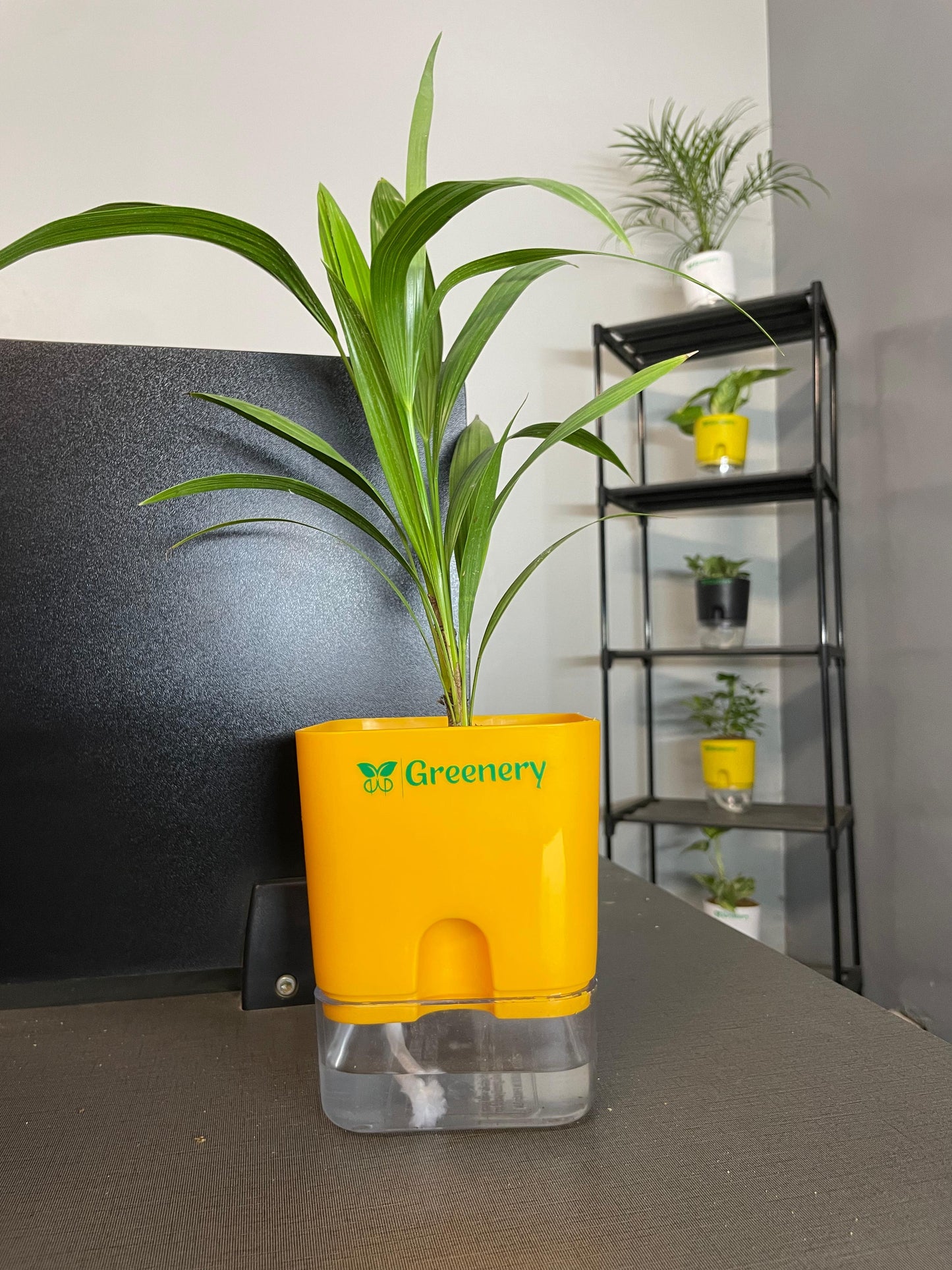 Areca Palm Plant With Self-Watering Pot [Square]