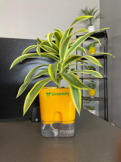dracaena reflexa watering Dracaena reflexa (Song of India) Plant With Self Watering Pots [Square – Greenery