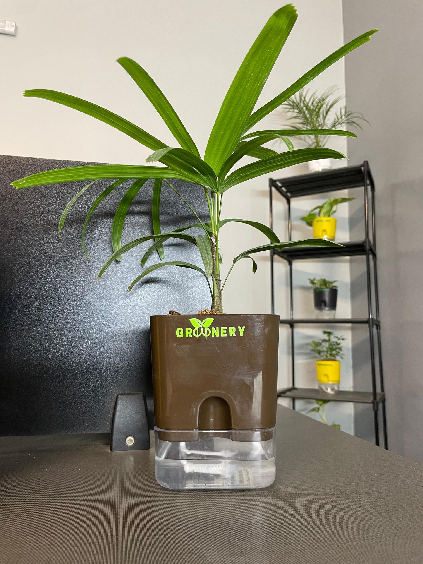 Lady Palm With Self Watering Pot [Square]