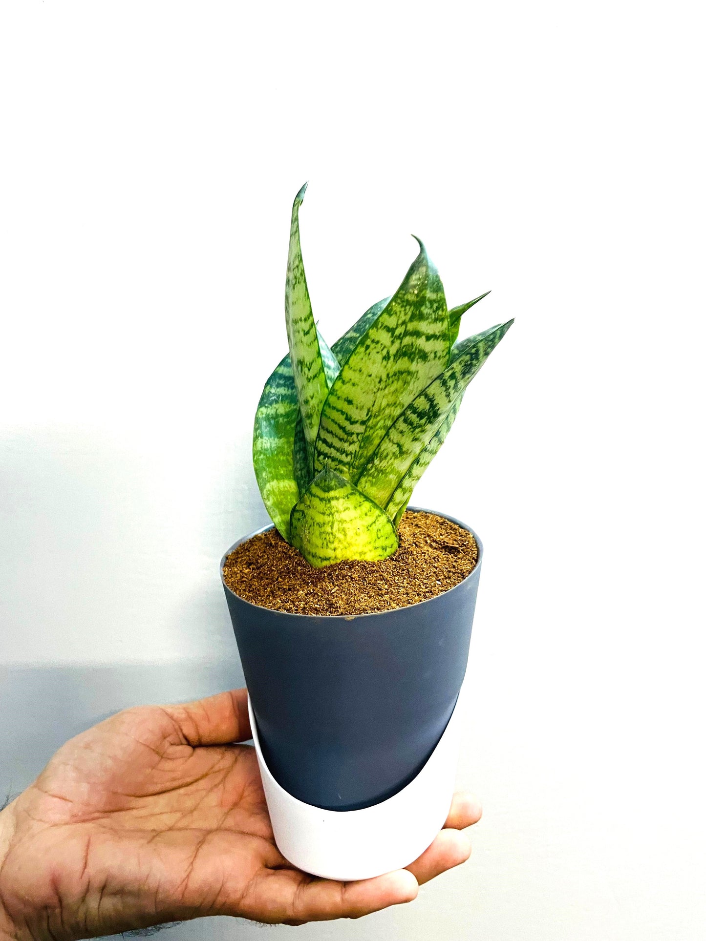 Sansevieria Green Snake Plant With Atlantis Self-Watering Pot