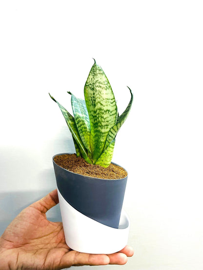 Sansevieria Green Snake Plant With Atlantis Self-Watering Pot