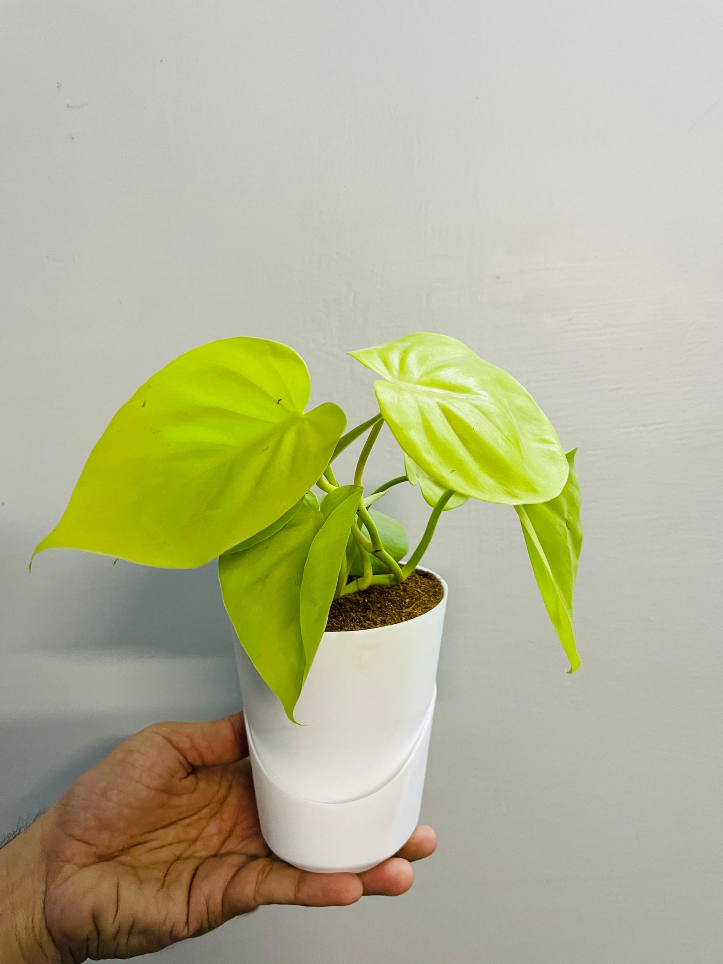 Golden Money Plant With Atlantis Self-Watering Pot