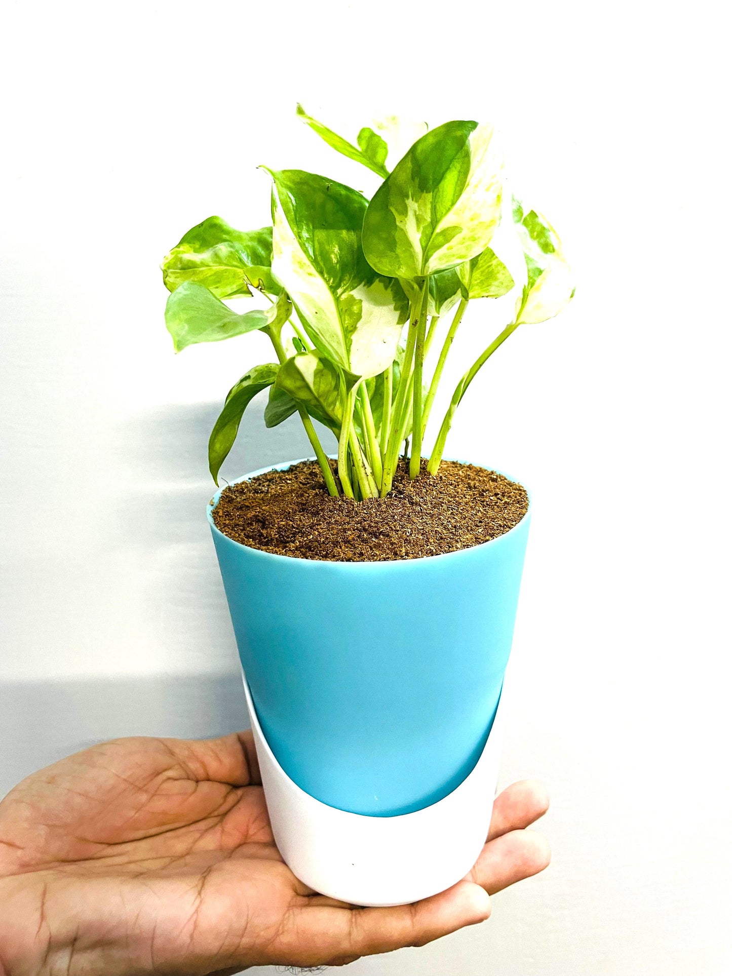 Money Plant N'Joy with Atlantis Self-Watering Pot 🌿💚