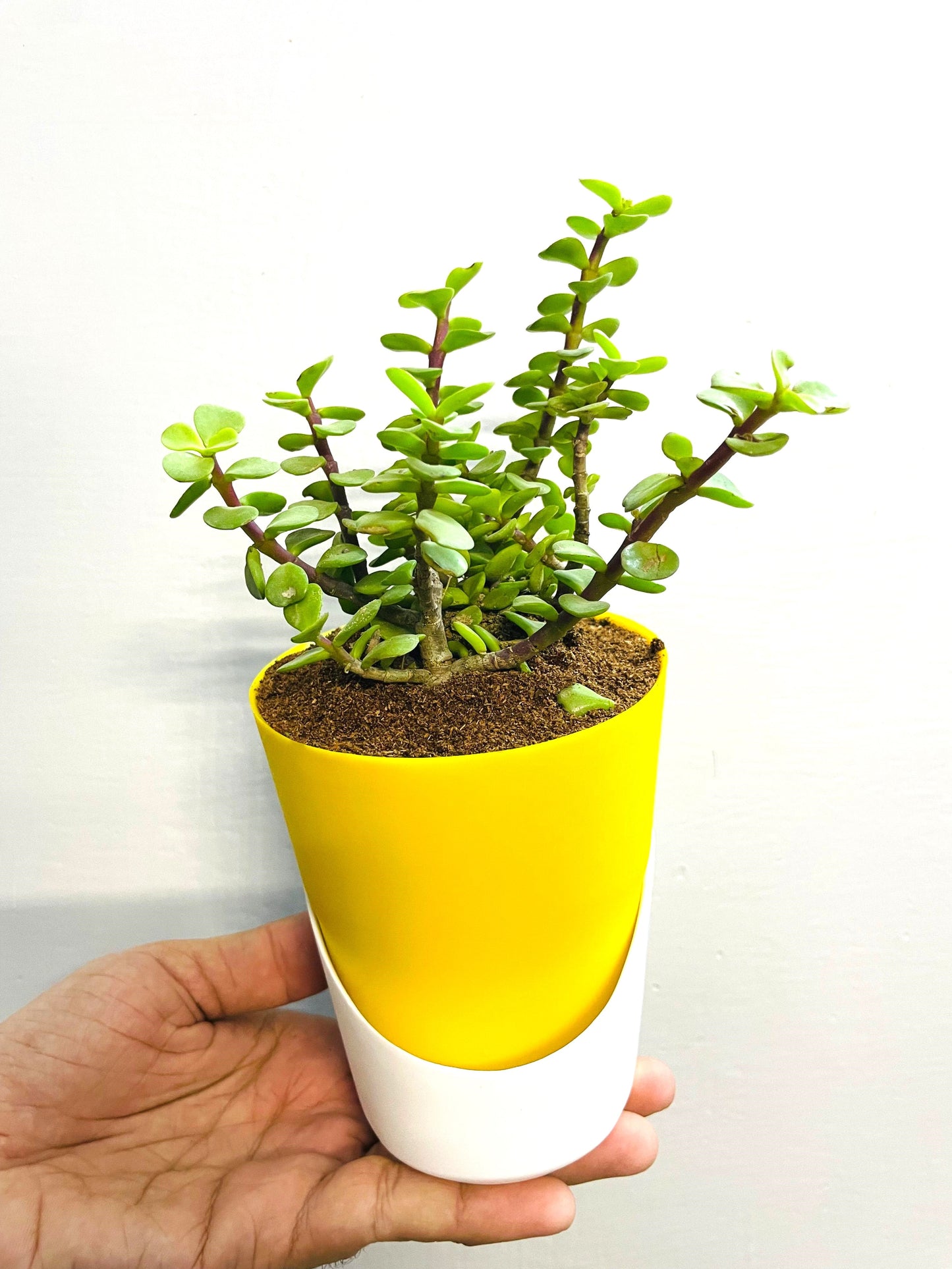 Jade Plant: Lucky Plant With Atlantis Self Watering Pot
