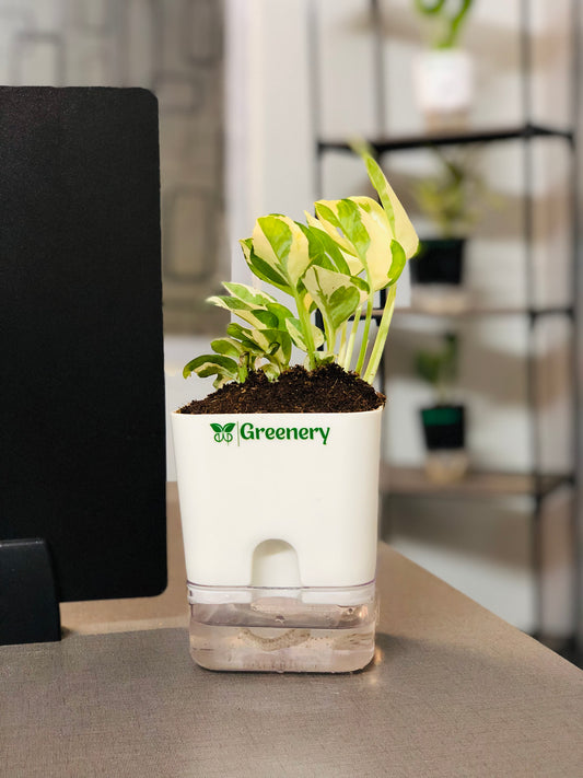 Money Plant N'Joy With Self Watering Pot [Square]