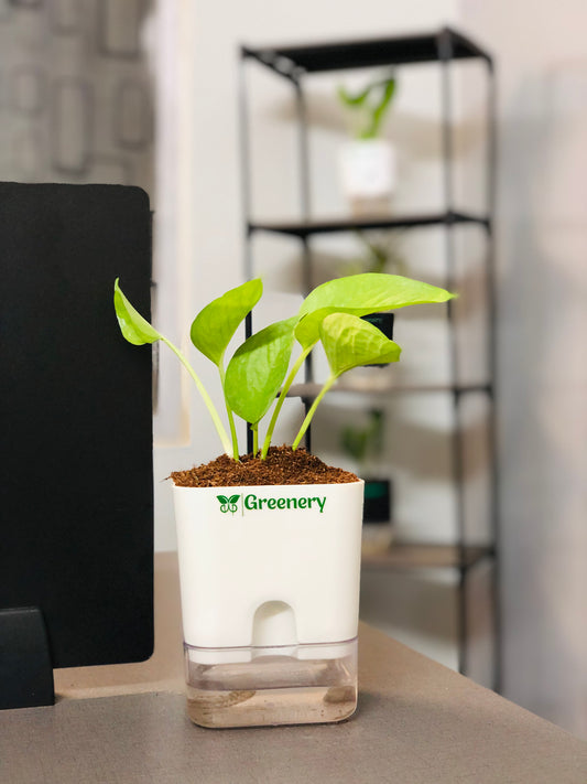 Money Plant With Self Watering Pot [Square]