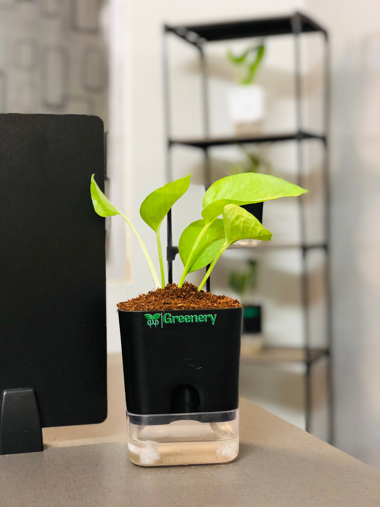 Money Plant With Self Watering Pot [Square]