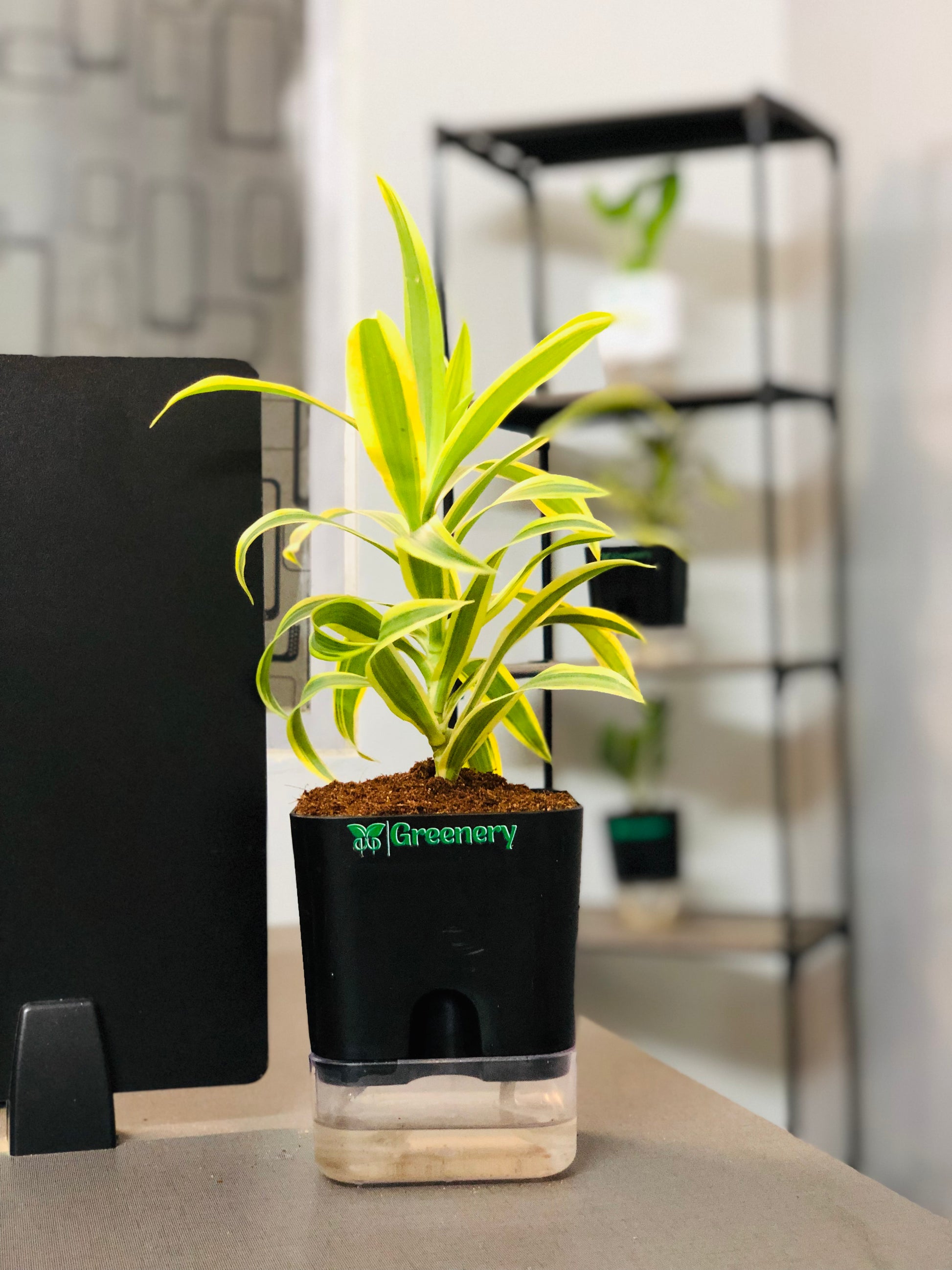 dracaena reflexa watering Dracaena reflexa (Song of India) Plant With Self Watering Pots [Square – Greenery