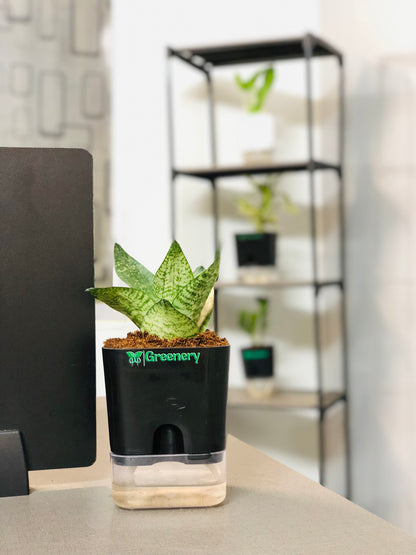 Sansevieria Green Snake Plant With Self Watering Pot [Square]