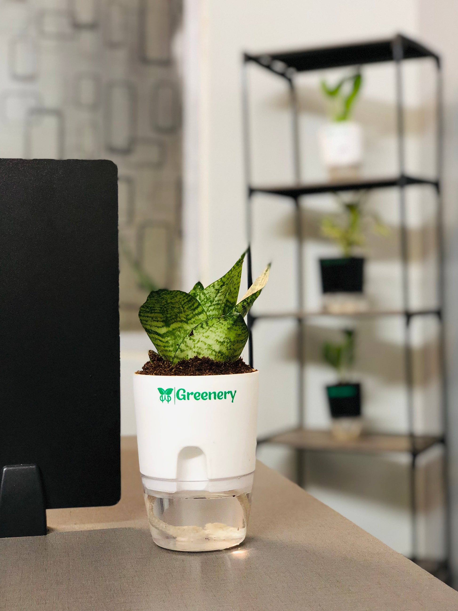 self watering pot for snake plant Sansevieria Green Snake Plant With Self Watering Pot – Greenery