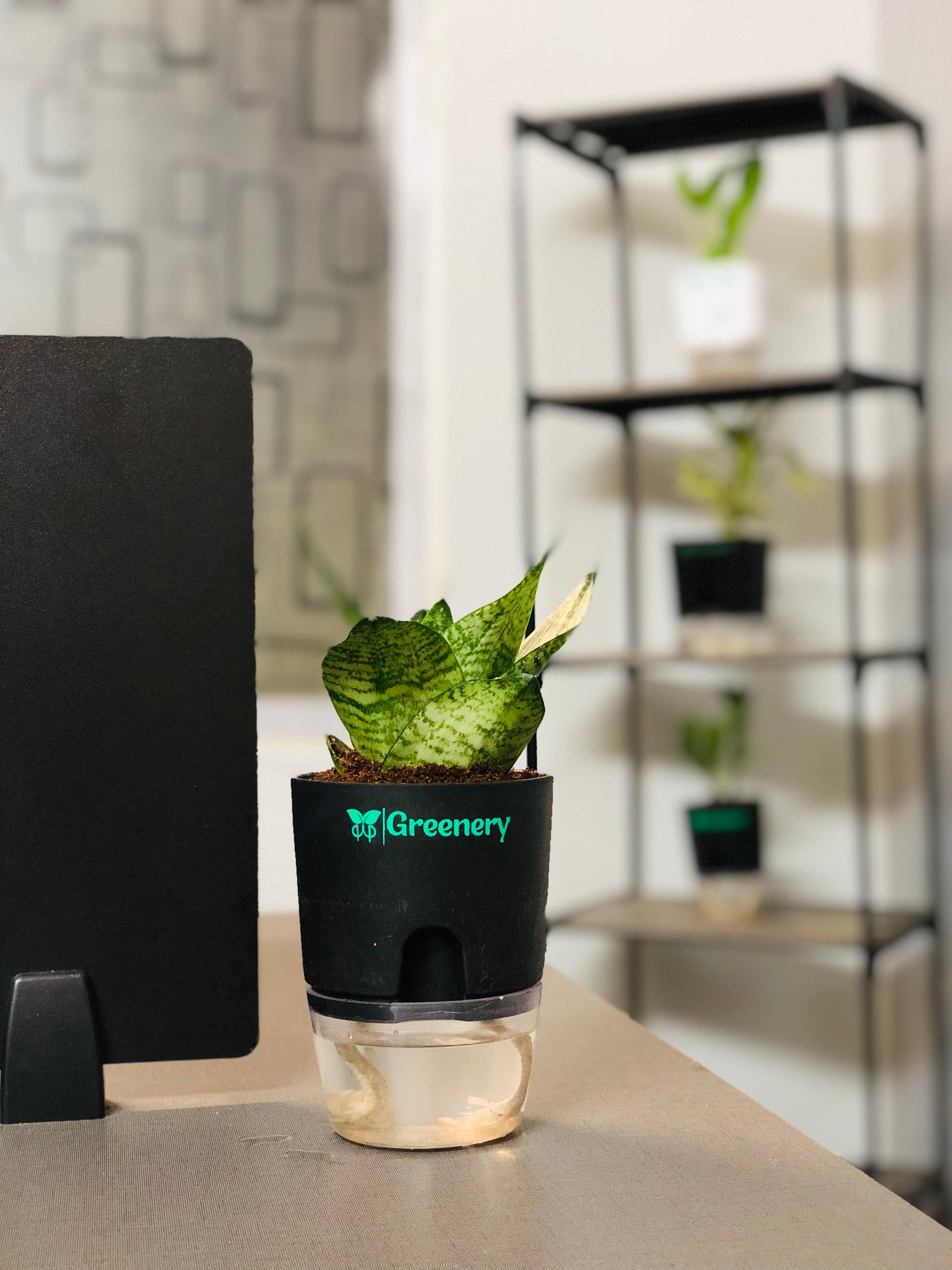 snake plant price in pakistan Sansevieria Green Snake Plant With Self Watering Pot – Greenery