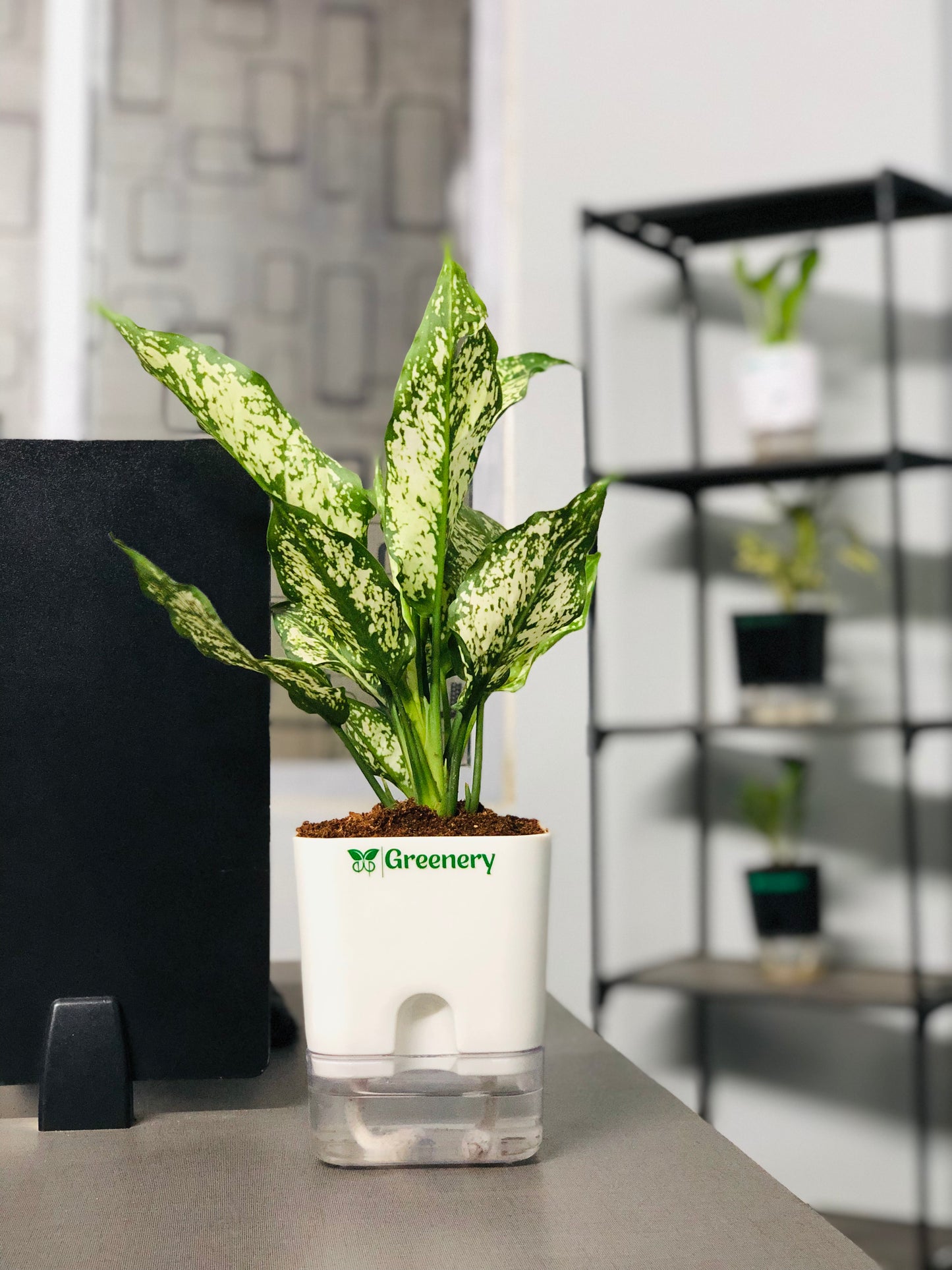 Aglaonema Chinese Evergreen Plant With Self Watering Pot [Square]