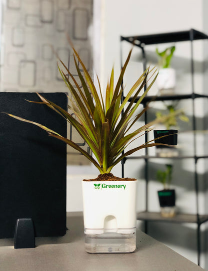 Marginata Plant With Self Watering Pot [Square]