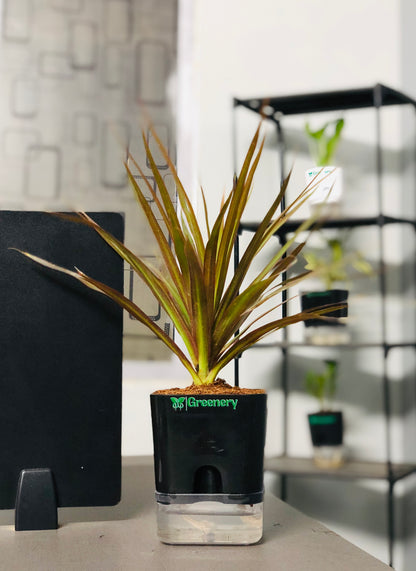 Marginata Plant With Self Watering Pot [Square]