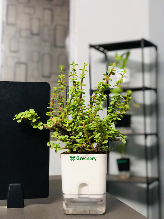 Jade Plant With Self Watering Pot: Lucky Plant [Square]