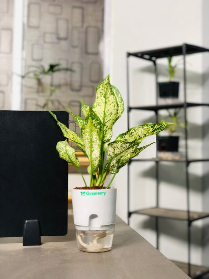 chinese evergreen snake plant Aglaonema Chinese Evergreen Plant With Self Watering Pot – Greenery