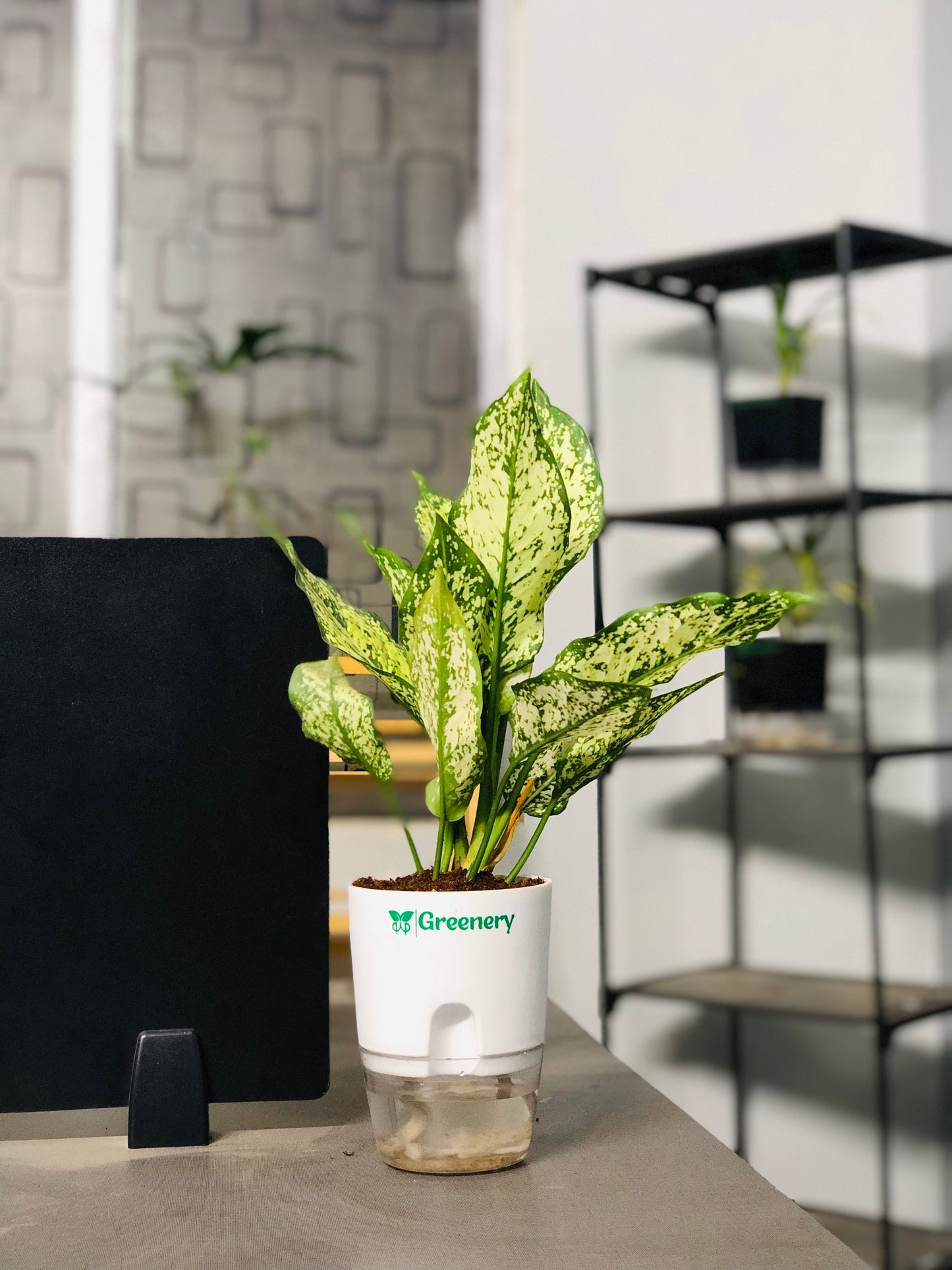 Aglaonema Chinese Evergreen Plant With Self Watering Pot