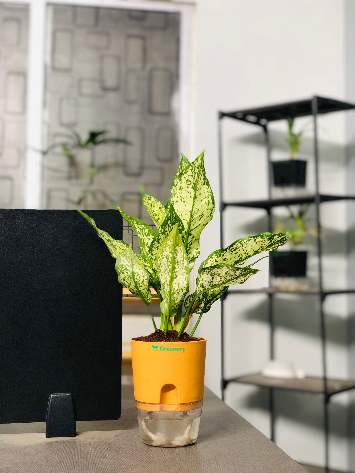 Aglaonema Chinese Evergreen Plant With Self Watering Pot