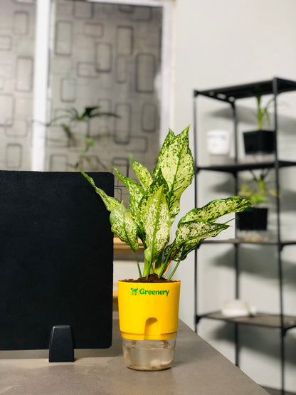 Aglaonema Chinese Evergreen Plant With Self Watering Pot