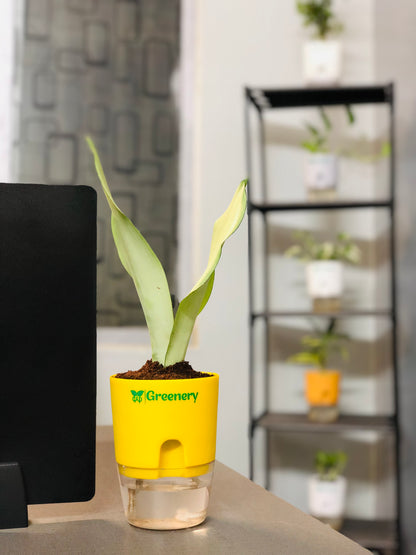 sansevieria moonshine watering Sansevieria Moonshine (Snake Moonshine) Plant With Self Watering Pot – Greenery