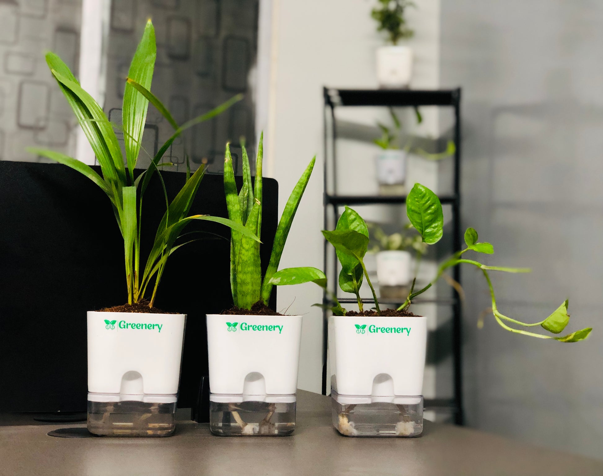 snake plant money plant areca plant Set Of 3