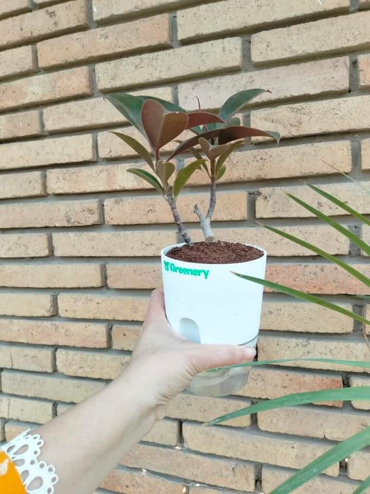 Black Rubber Plant With Self Watering Pot