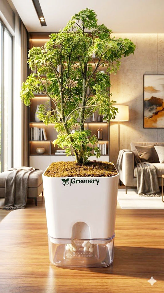Aralia Green Plant With Self Watering Pot [Square]