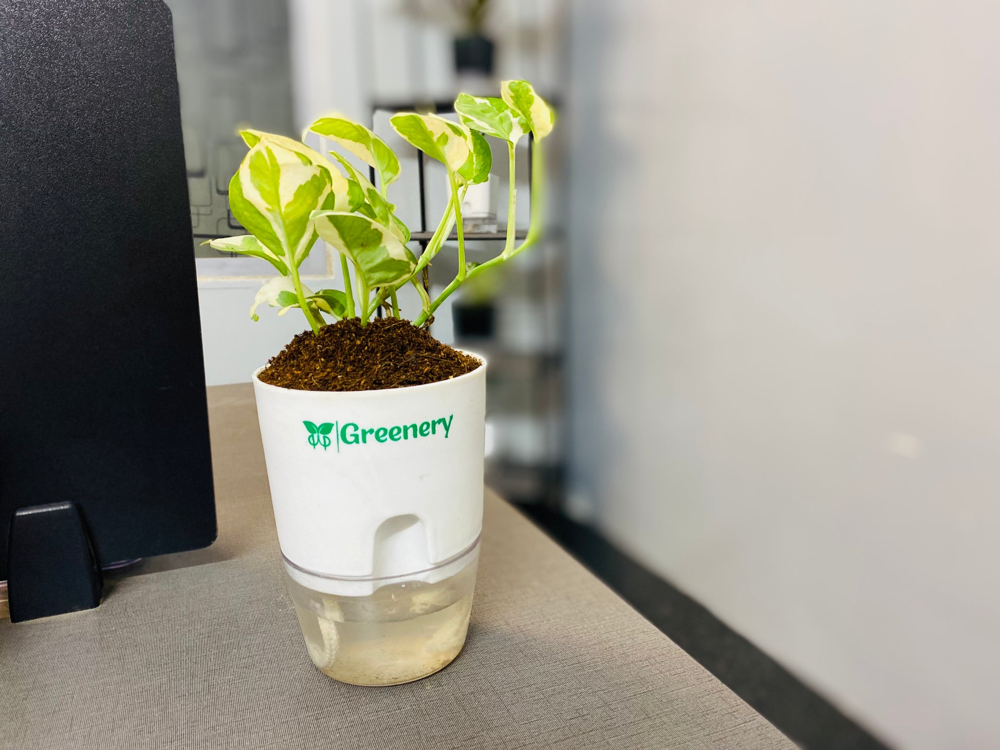 money plant in pakistan Money Plant N'Joy With Self Watering Pot – Greenery