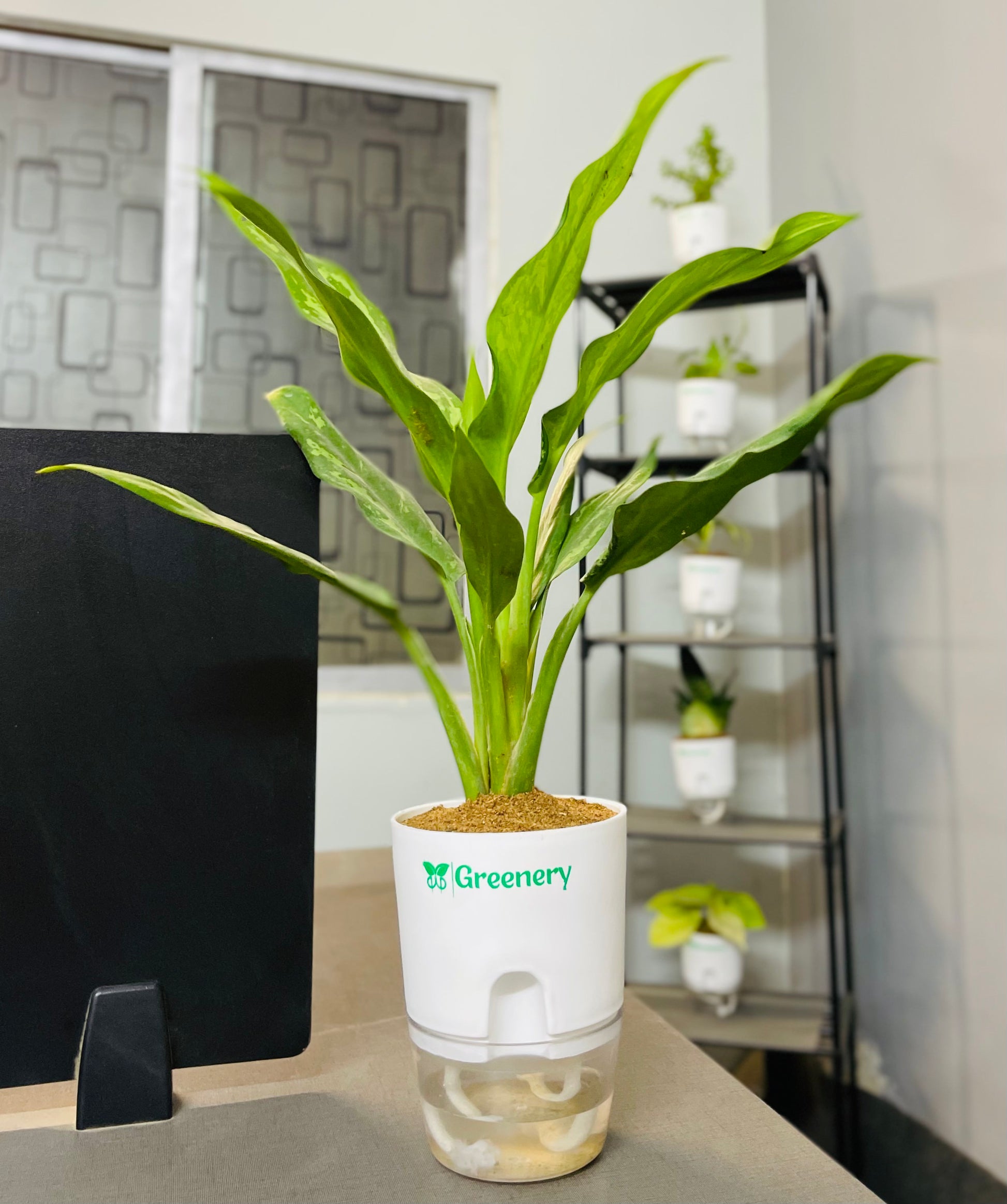 aglaonema self watering pot Aglaonema Tigress With Self Watering Pot – Greenery