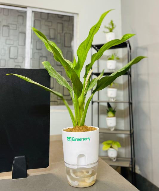 Aglaonema Tigress With Self Watering Pot