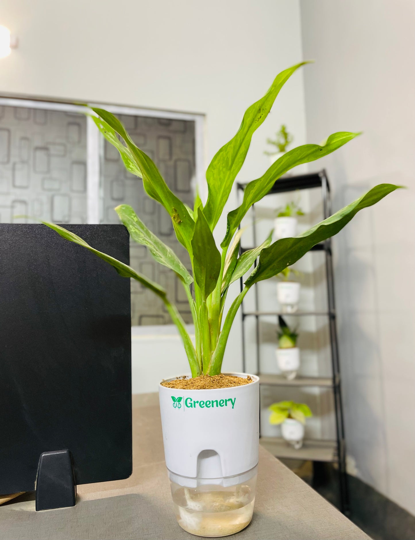 Aglaonema Tigress With Self Watering Pot