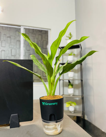 aglaonema 'tigress' Aglaonema Tigress With Self Watering Pot – Greenery