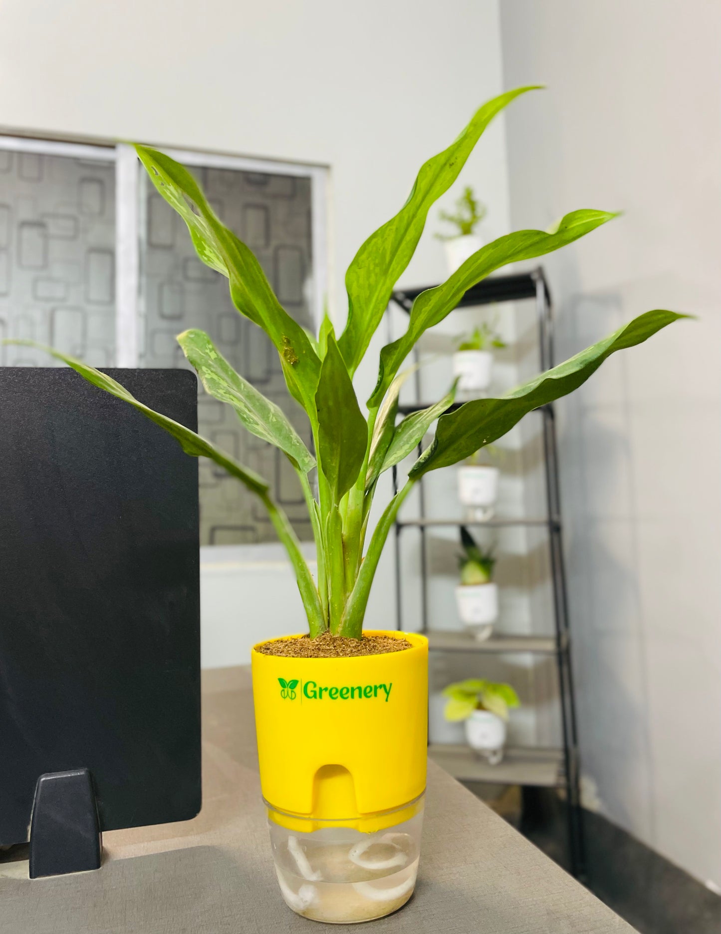 Aglaonema Tigress With Self Watering Pot