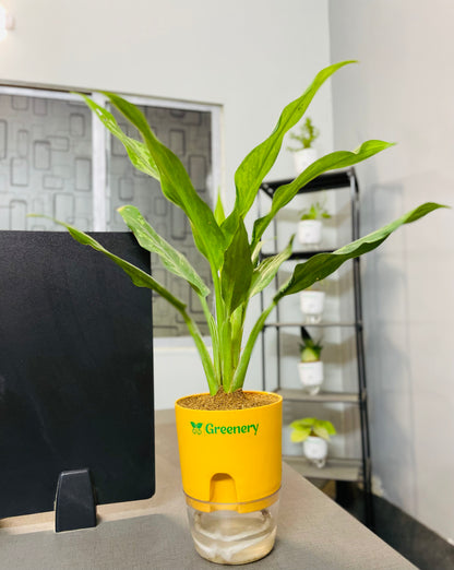 Aglaonema Tigress With Self Watering Pot