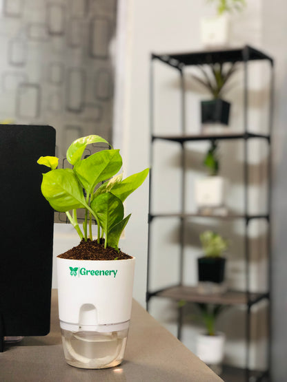 Money Plant With Self Watering Pot