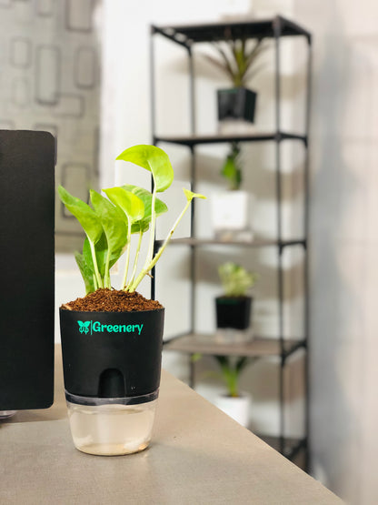 Money Plant With Self Watering Pot