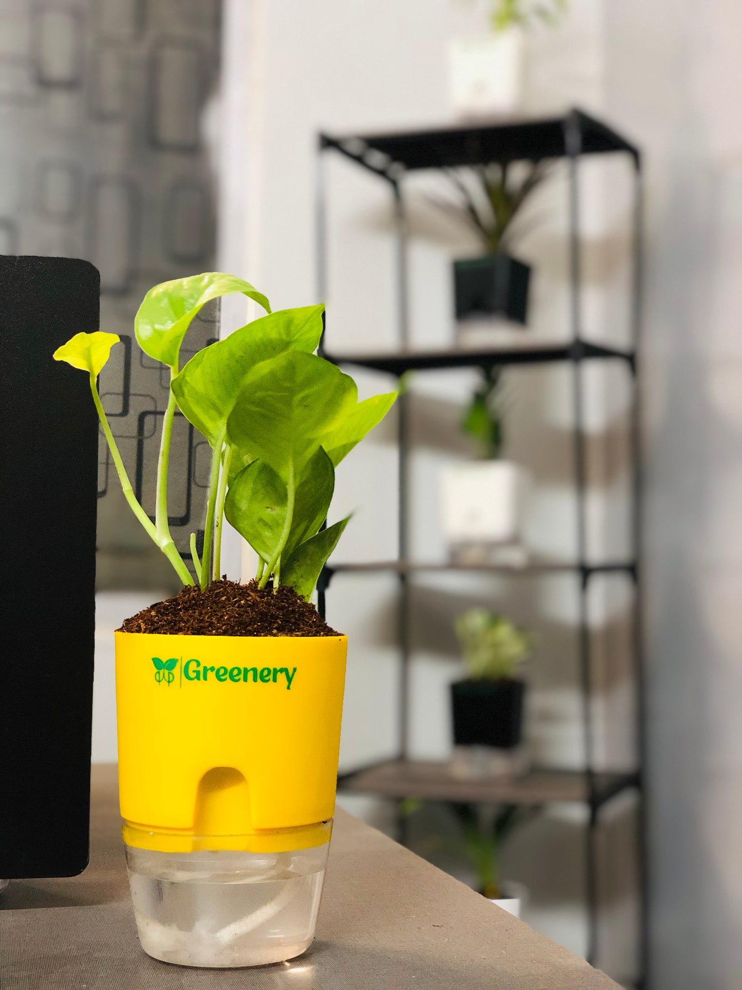 Money Plant With Self Watering Pot