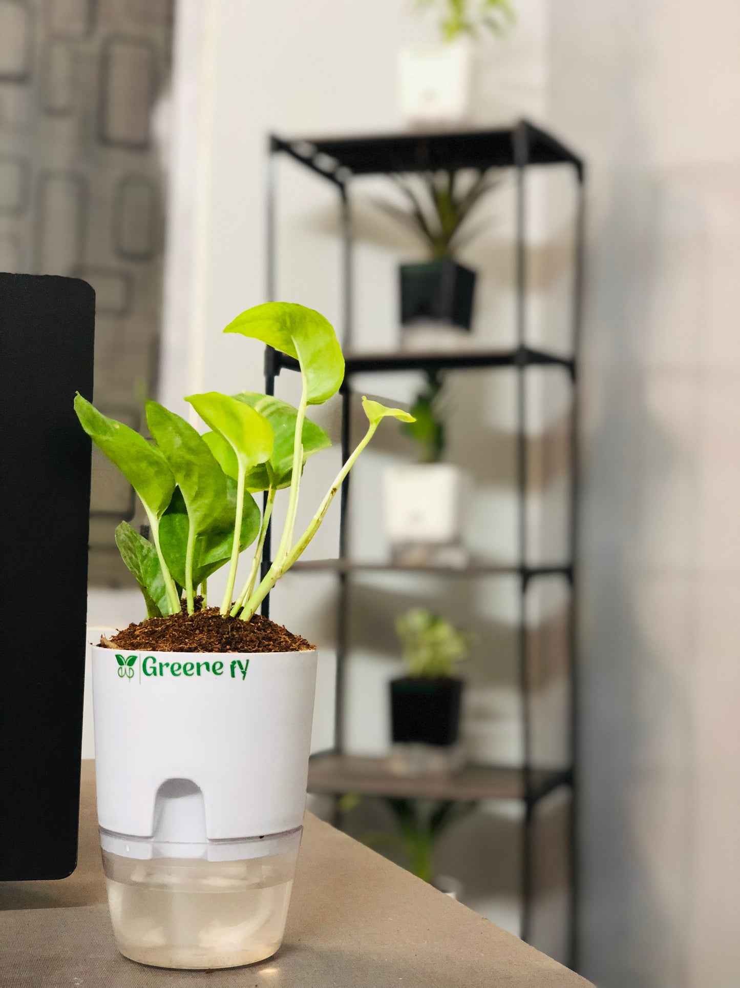 Money Plant With Self Watering Pot