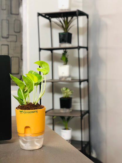 Money Plant With Self Watering Pot