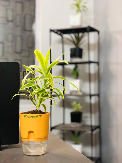 dracaena reflexa watering Dracaena reflexa (Song of India) Plant With Self Watering Pots – Greenery