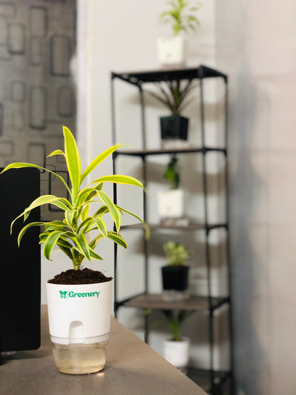 Dracaena reflexa (Song of India) Plant With Self Watering Pots