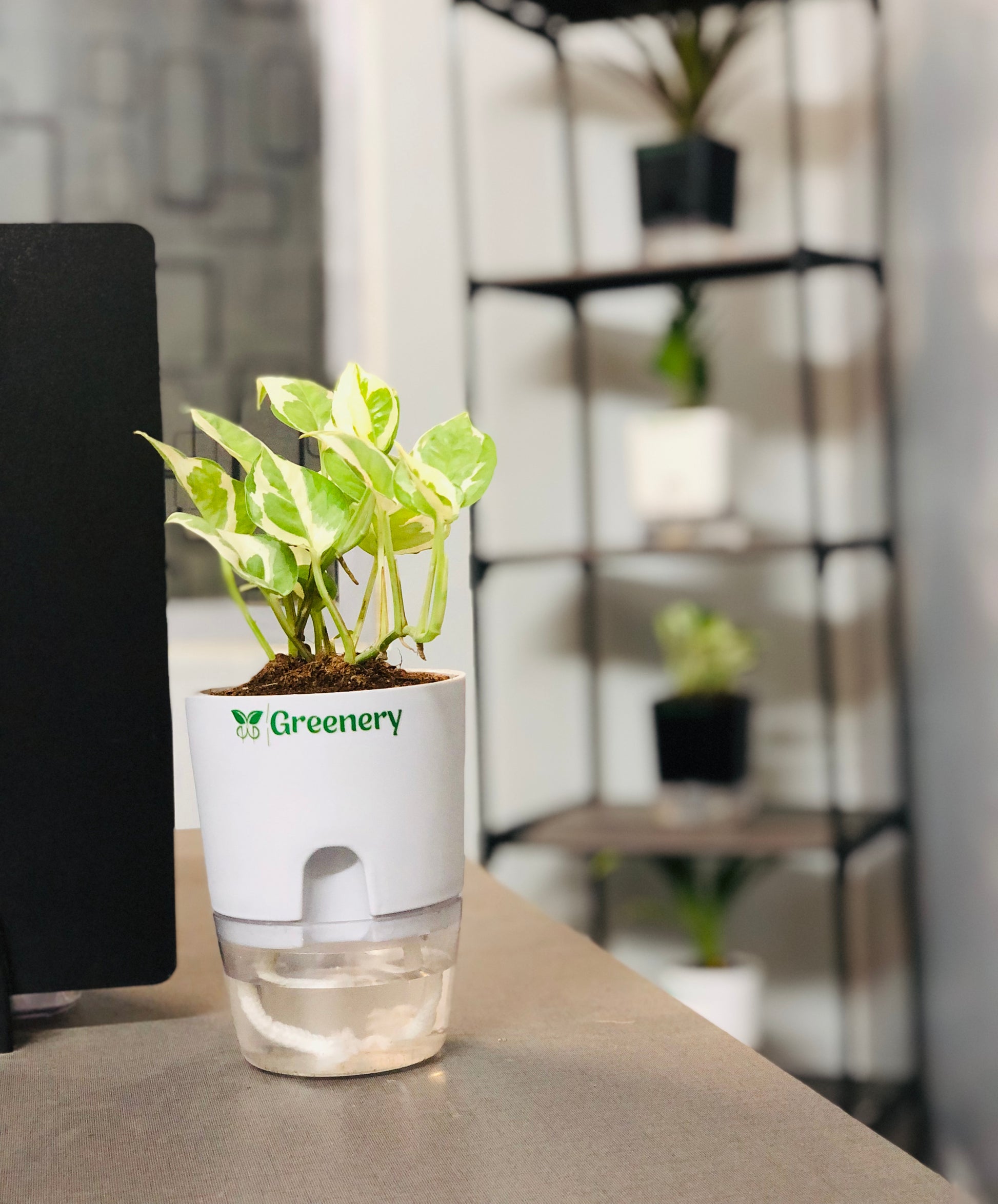 self watering money plant Money Plant N'Joy With Self Watering Pot – Greenery