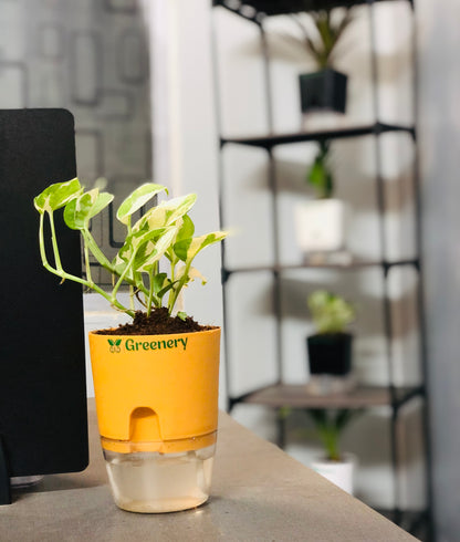 Money Plant N'Joy With Self Watering Pot