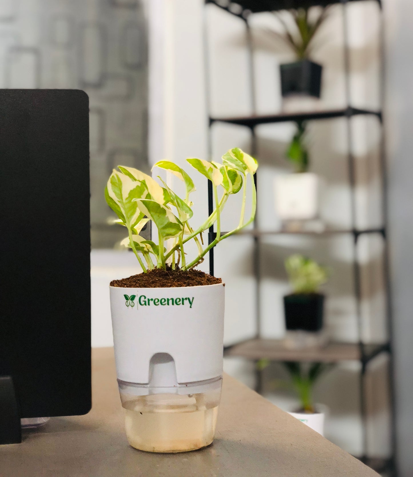 Money Plant N'Joy With Self Watering Pot