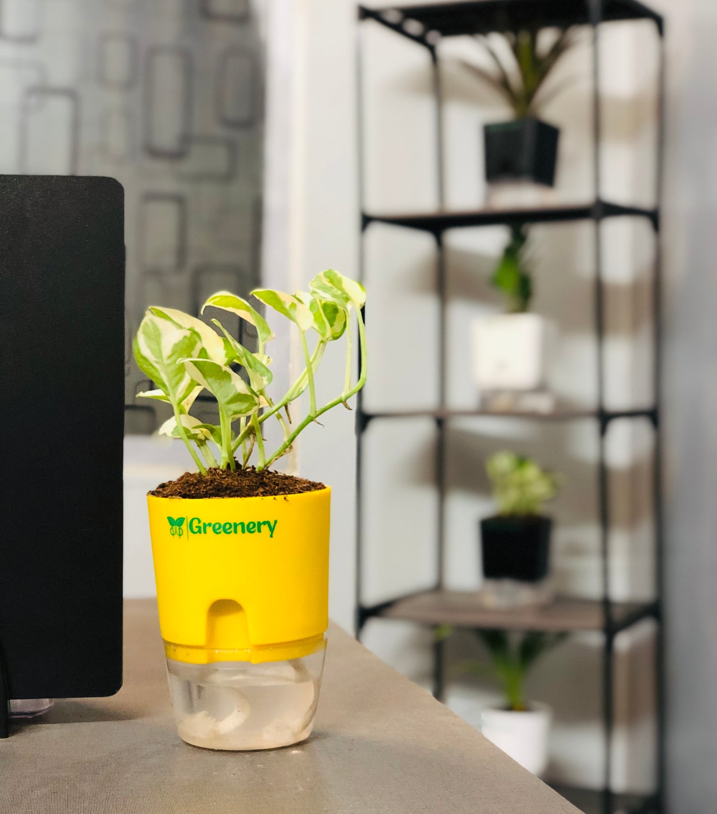 Money Plant N'Joy With Self Watering Pot