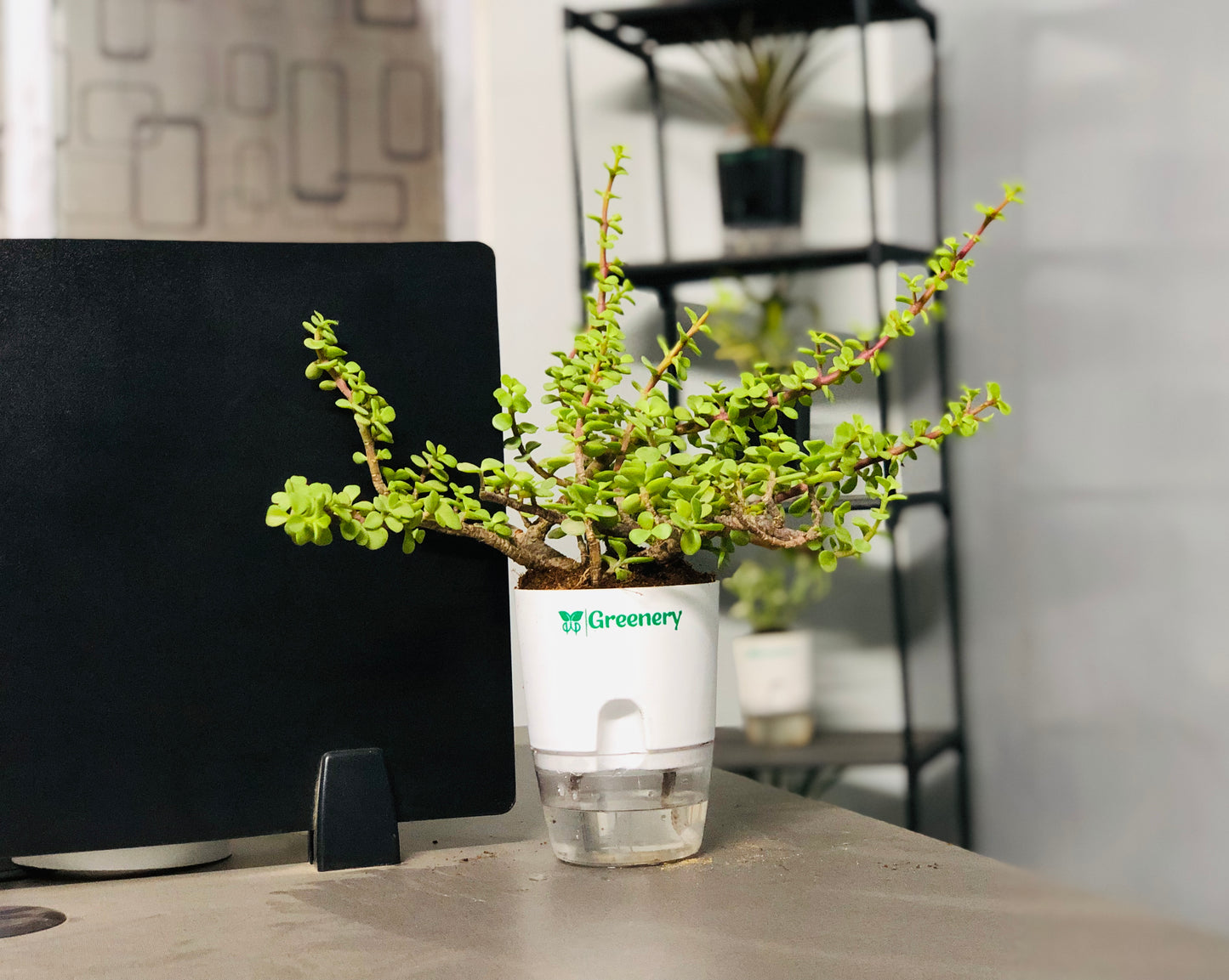 Jade Plant With Self Watering Pot: Lucky Plant