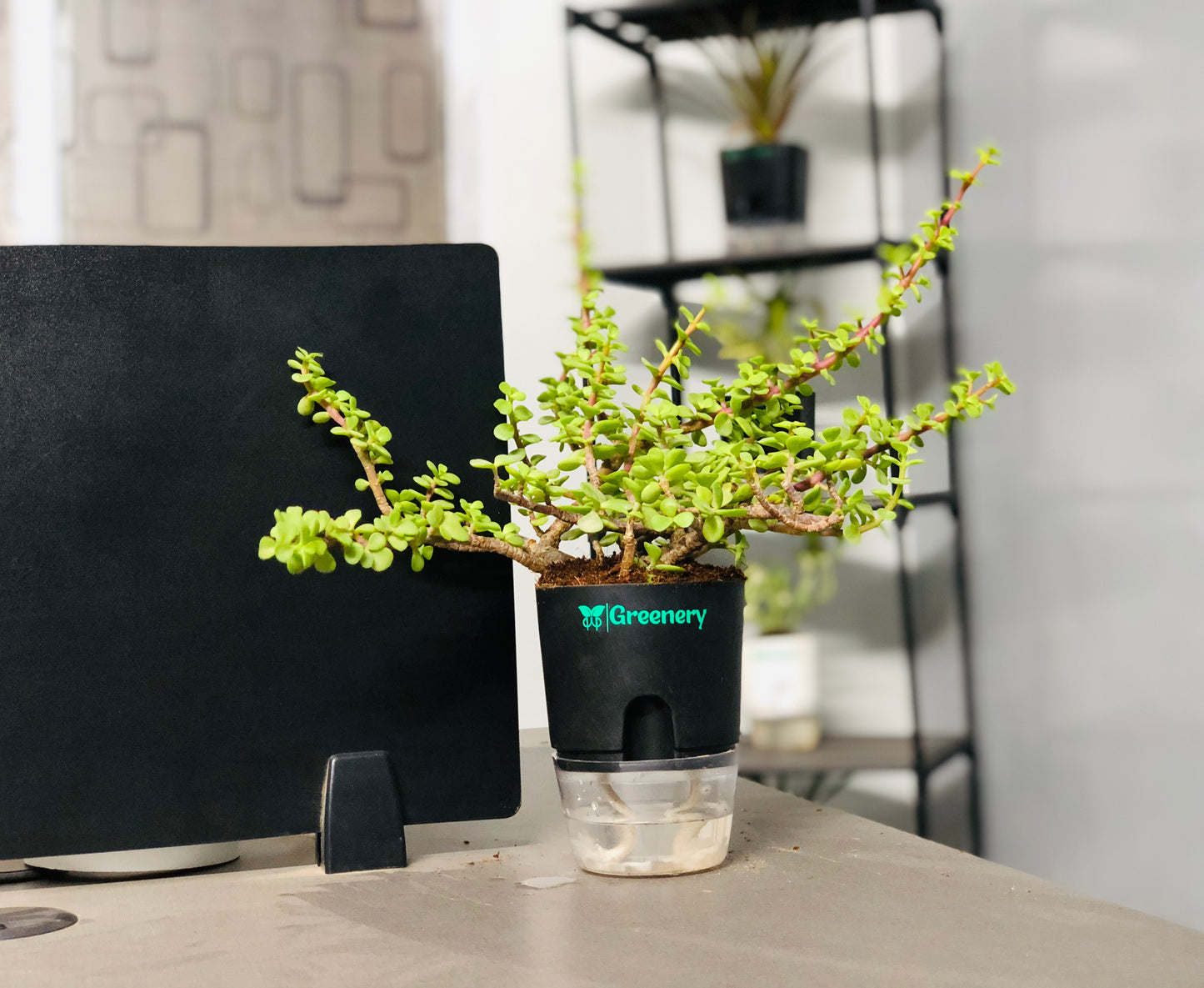 Jade Plant With Self Watering Pot: Lucky Plant